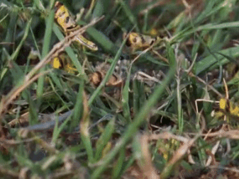Locusts Are Also Dangerous To People, Learn How To Avoid It.gif