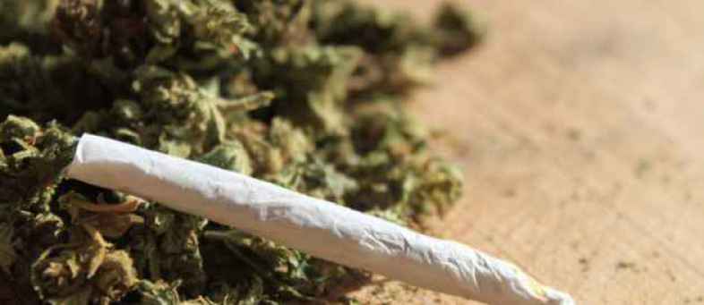 Cannabis.jpg Cannabis.jpg