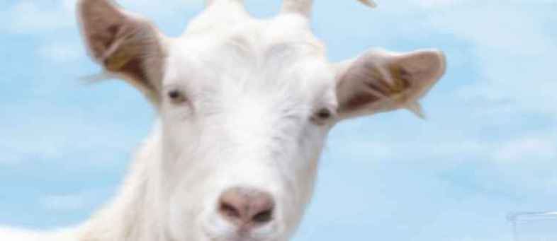 Health-Benefits-of-Goat-Milk.jpg Health-Benefits-of-Goat-Milk.jpg