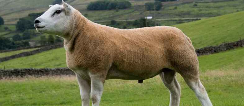 This is the most expensive sheep in the world, sold for Rs. 3.59 crore.jpg This is the most expensive sheep in the world, sold for Rs. 3.59 crore.jpg