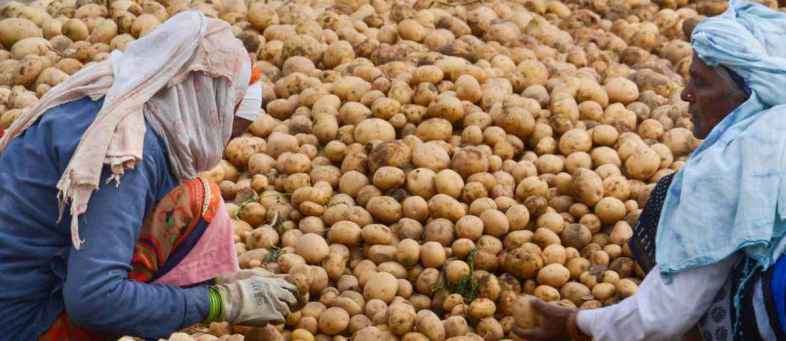 Potato prices crash 70 per cent from Novembers high level due to new arrivals.jpg Potato prices crash 70 per cent from Novembers high level due to new arrivals.jpg
