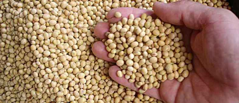 India’s Oilmeals export down over 79 per cent in December 2019.jpg India’s Oilmeals export down over 79 per cent in December 2019.jpg