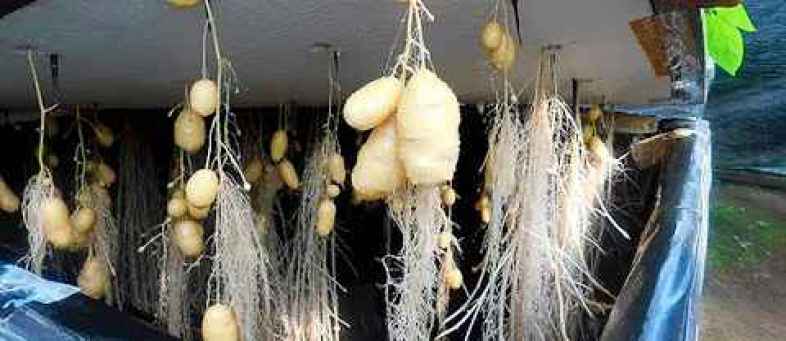 Method of growing potatoes in the air discovered in Haryana.jpg Method of growing potatoes in the air discovered in Haryana.jpg