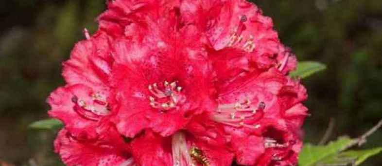 health_benefits_of_pahadi_red_buransh_flower_.jpg health_benefits_of_pahadi_red_buransh_flower_.jpg