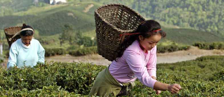 Arunachal Tea Equals Assam Tea Record.jpg Arunachal Tea Equals Assam Tea Record.jpg