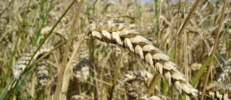 Wheat boom will add new fuel in the first quarter of 2020.jpg Wheat boom will add new fuel in the first quarter of 2020.jpg