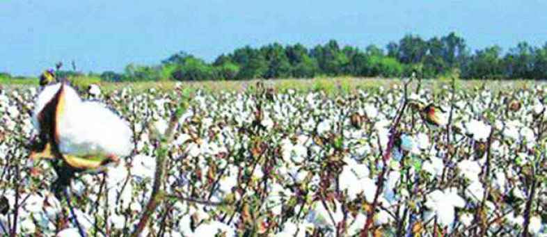 Cotton 200130 Image.jpg Cotton 200130 Image.jpg