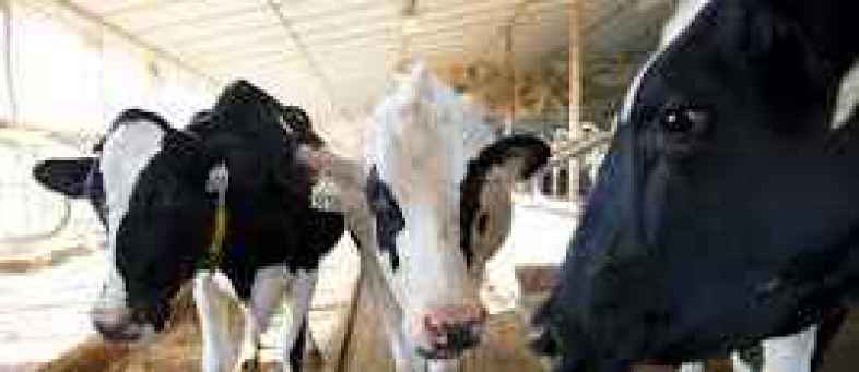 cow.jpg cow.jpg
