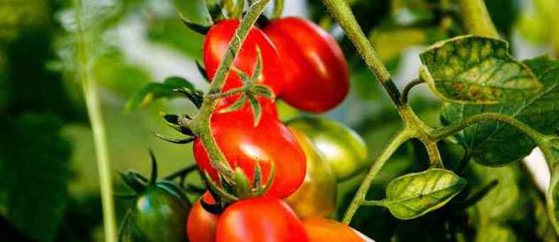 a-vaccine-for-tomato-plants-328280.jpg a-vaccine-for-tomato-plants-328280.jpg