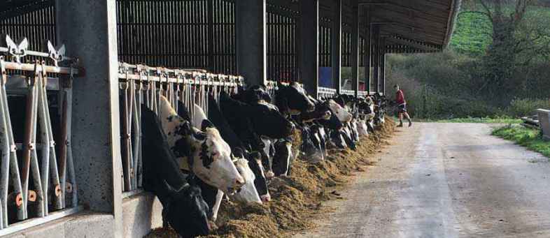 Animals are at greater risk of geneticTB, these animals milk is danger.jpg Animals are at greater risk of geneticTB, these animals milk is danger.jpg