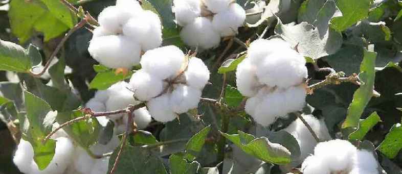 India's Cotton production down 1% to 28.3 million bales due to low rainfall Fitch.jpg India's Cotton production down 1% to 28.3 million bales due to low rainfall Fitch.jpg