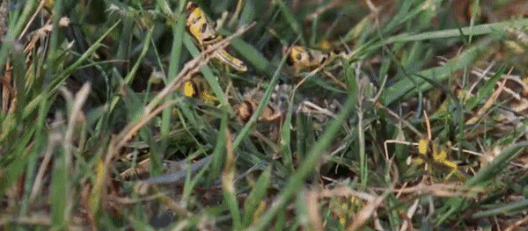 Locusts Are Also Dangerous To People, Learn How To Avoid It.gif Locusts Are Also Dangerous To People, Learn How To Avoid It.gif