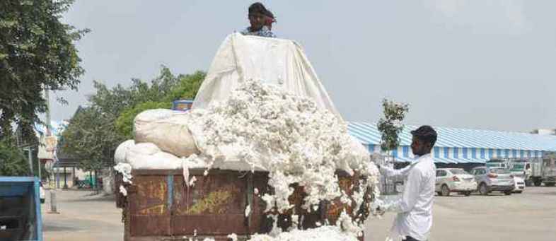 CAI raises cotton production estimate to 360 million bales in 2019-20.jpg CAI raises cotton production estimate to 360 million bales in 2019-20.jpg