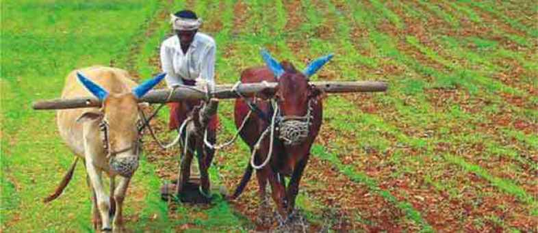 03_11_2017-farmer.jpg 03_11_2017-farmer.jpg