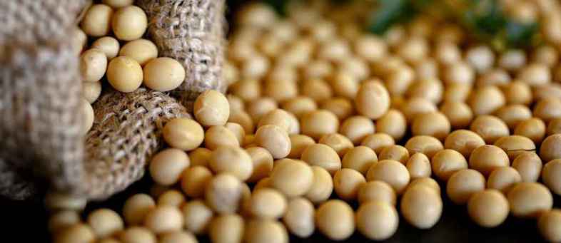 Soybean.jpeg Soybean.jpeg