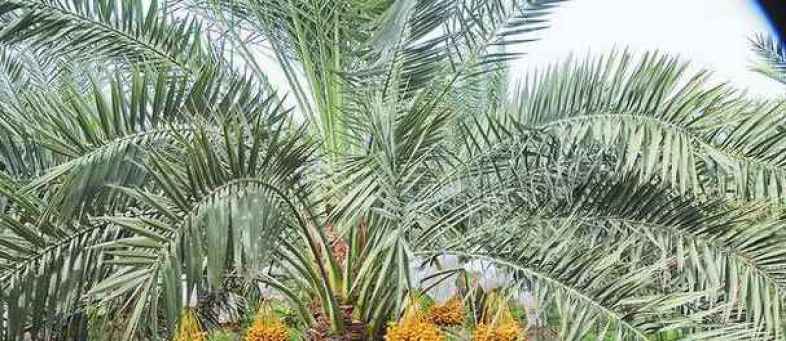 Earning 10 thousand per day by cultivating Kharek.jpg Earning 10 thousand per day by cultivating Kharek.jpg