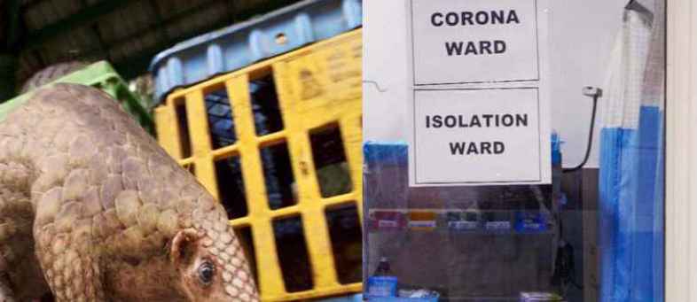 Scientists Claim To Spread Corona Virus Through Pangolin.jpg Scientists Claim To Spread Corona Virus Through Pangolin.jpg