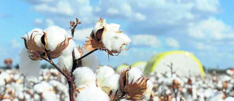 The recession in the cotton market will be strong in November.jpg The recession in the cotton market will be strong in November.jpg