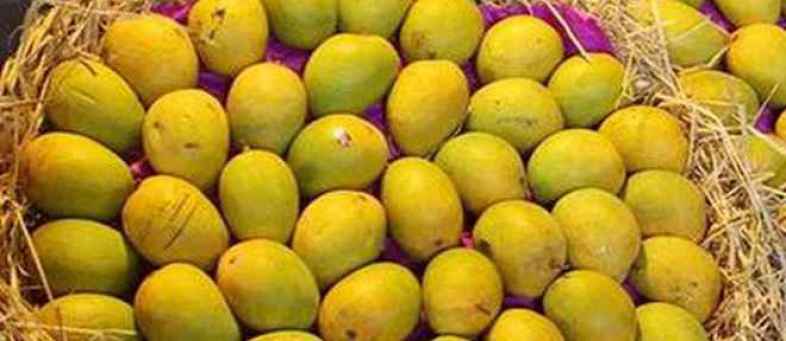 Mangoes worth crores of rupees were sold in Ahmedabad's 'Mango Bazaar' ....jpg Mangoes worth crores of rupees were sold in Ahmedabad's 'Mango Bazaar' ....jpg