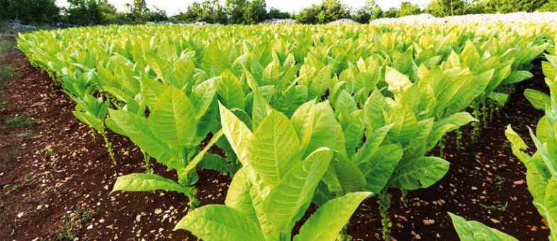 Rs 11.79 cr Indian tobacco sector employs 4.5 cr people Assocham.jpg Rs 11.79 cr Indian tobacco sector employs 4.5 cr people Assocham.jpg
