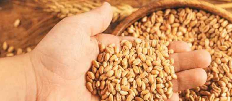 Wheat-Flour-price-jumped-7-8-per-cent-in-the-last-two-weeks,-Flour-millers-urge-Govt-to-sell-Grain.jpg