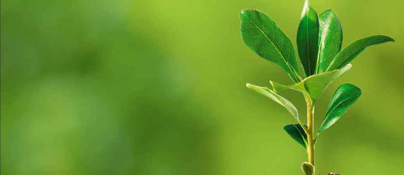 10 lakh of trees will be planted by AMC In Ahmedabad.jpg 10 lakh of trees will be planted by AMC In Ahmedabad.jpg