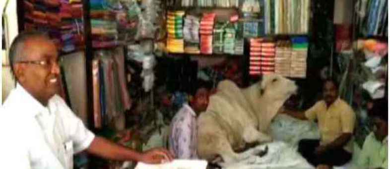 For 6 months the cows come to rest at the textile shop daily!.jpg For 6 months the cows come to rest at the textile shop daily!.jpg