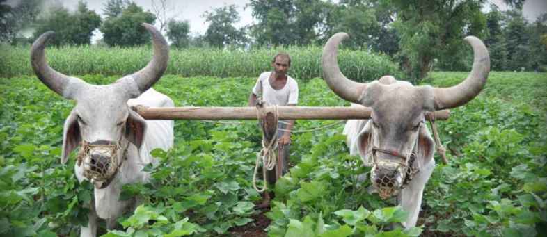 Gujarat’s Farmers increased employment, Paid a salary of 6500 crores----.jpg Gujarat’s Farmers increased employment, Paid a salary of 6500 crores----.jpg