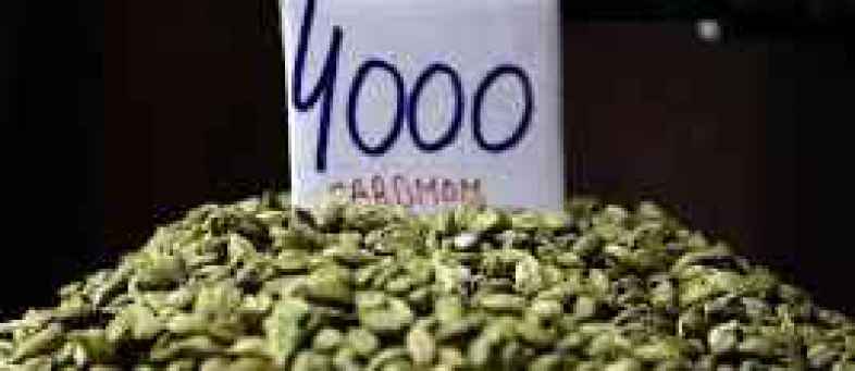 Cardamom.jpg Cardamom.jpg