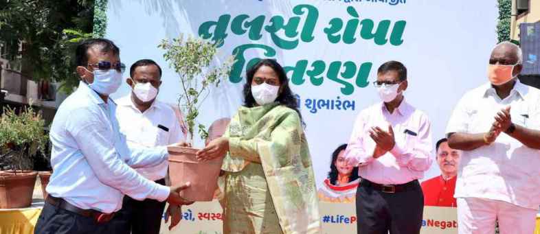 Gujarat CM Rupani's new formula – Planting Tulsi , Corona gone, best for Immunity.jpeg Gujarat CM Rupani's new formula – Planting Tulsi , Corona gone, best for Immunity.jpeg