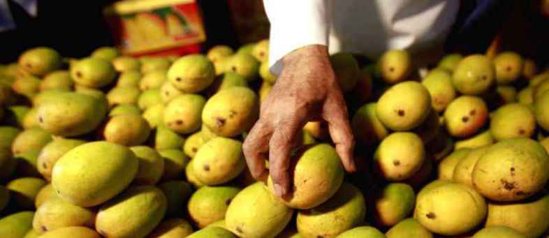 Indian citizen faces trial in Dubai for stealing mangoes.jpg Indian citizen faces trial in Dubai for stealing mangoes.jpg