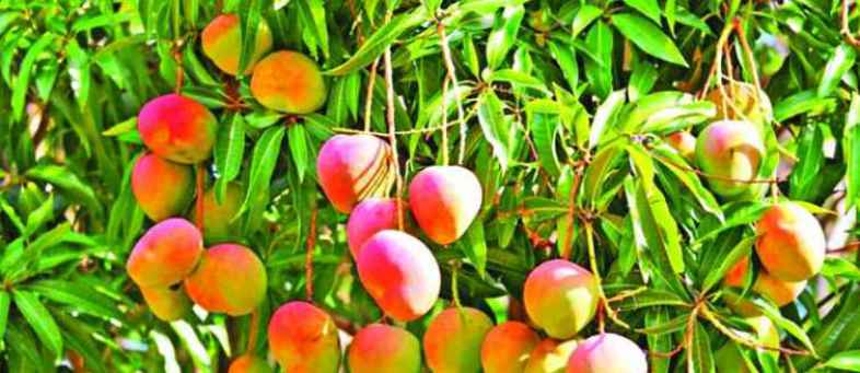 Success story of a farmer who has been cultivating mangoes organically for years in 50 Vidya farms.jpg Success story of a farmer who has been cultivating mangoes organically for years in 50 Vidya farms.jpg