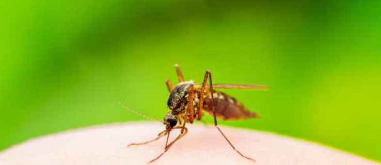 mosquito.jpg mosquito.jpg