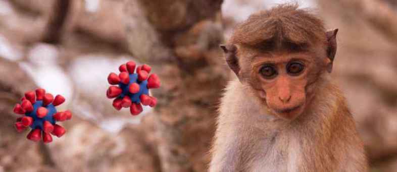 Monkey B Virus, Death, China,.jpg Monkey B Virus, Death, China,.jpg