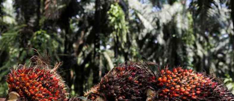 Palm-oil-770x433.jpg Palm-oil-770x433.jpg
