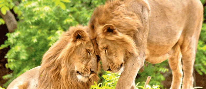 CM's order to complete the project of Rs. 350 crore for lion breeding.jpg CM's order to complete the project of Rs. 350 crore for lion breeding.jpg