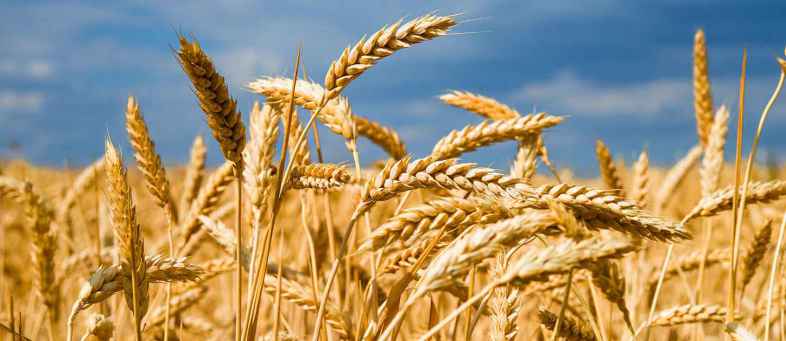 Rabi crop sowing on track, Coverage area risis 9.84 per cent till November 20.jpg Rabi crop sowing on track, Coverage area risis 9.84 per cent till November 20.jpg