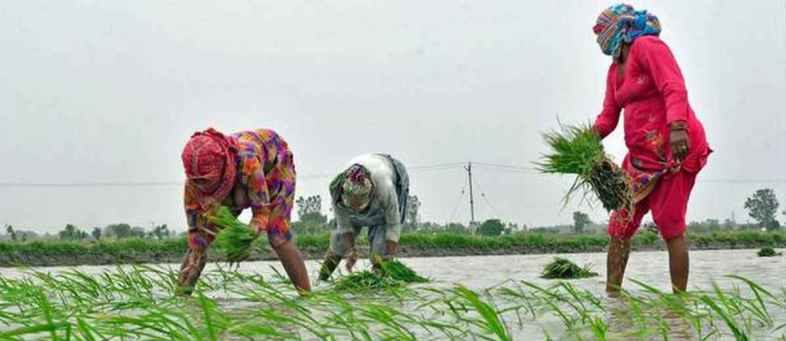 Kharif crop sowing touches 800 lakh hectares, up 19 per cent.jpg Kharif crop sowing touches 800 lakh hectares, up 19 per cent.jpg