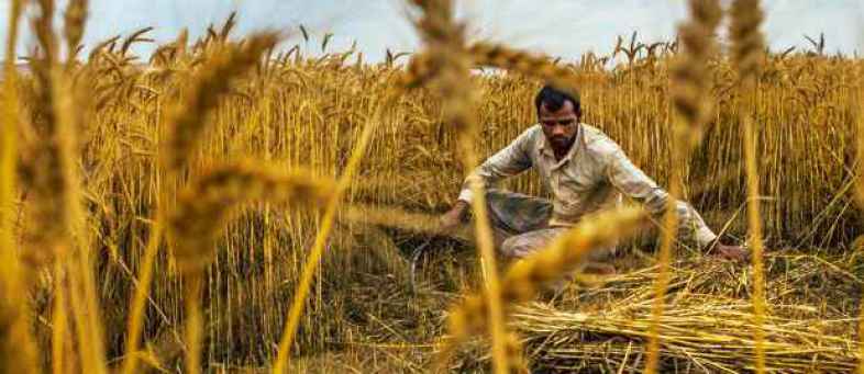 Kharif crops production likely to decline up to 53.3% due to erratic weather.jpg Kharif crops production likely to decline up to 53.3% due to erratic weather.jpg