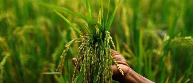 Govt procures Kharif crops at its MSP from farmers for over Rs. 33,951 crore (1).jpg Govt procures Kharif crops at its MSP from farmers for over Rs. 33,951 crore (1).jpg