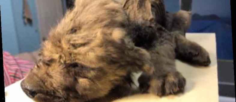 Discovery of 18000-year-old frozen puppy in Siberia leaves scientists puzzled.jpg Discovery of 18000-year-old frozen puppy in Siberia leaves scientists puzzled.jpg