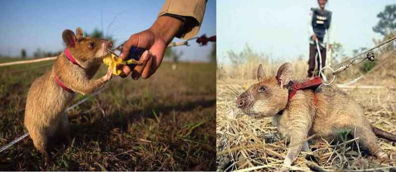 Rat became hero Cambodia saved thousands of lives by finding landmines.jpg Rat became hero Cambodia saved thousands of lives by finding landmines.jpg