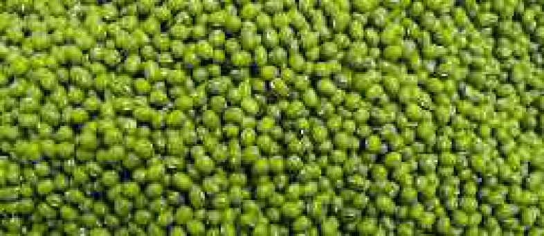 greem gram.jpg greem gram.jpg