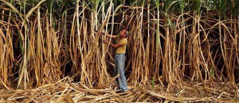 Maharashtra Sugar production may fall 39.2% on drought.jpg Maharashtra Sugar production may fall 39.2% on drought.jpg