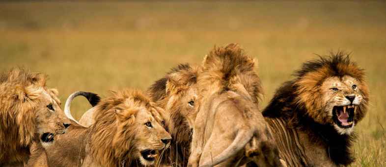 Five year census of Gujarat lions postponed indefinitely.jpg Five year census of Gujarat lions postponed indefinitely.jpg