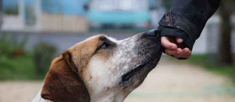 Will Dog report coronavirus infection in the future.jpg Will Dog report coronavirus infection in the future.jpg
