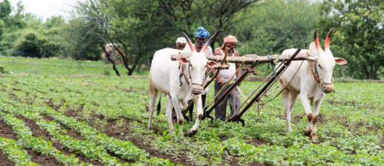 New scheme for farmers doing organic farming, so much assistance per cow.jpg New scheme for farmers doing organic farming, so much assistance per cow.jpg
