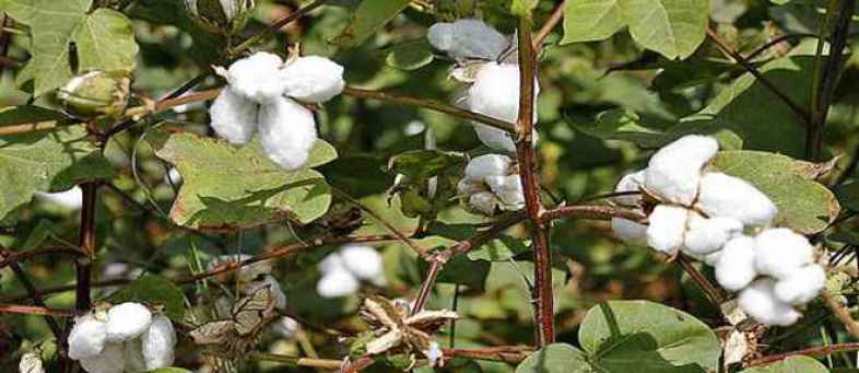 HT cotton seeds are being sold in 3 states, Govt.jpg HT cotton seeds are being sold in 3 states, Govt.jpg