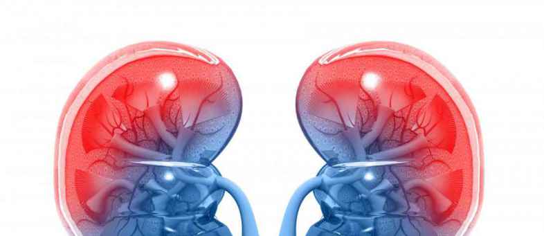 kidneys.jpg kidneys.jpg