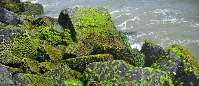 moss.jpg moss.jpg